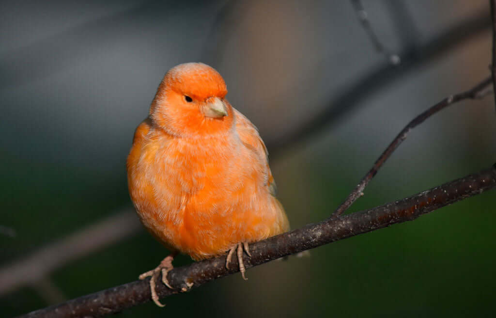 Common Questions About Canaries: Answers and Tips - Haith's UK
