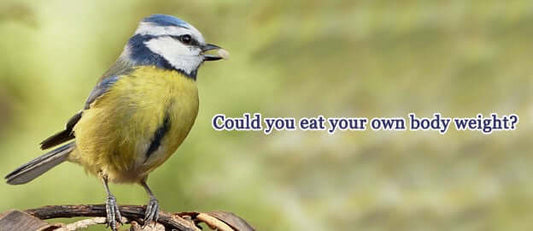 Could You Eat Your Own Body Weight? Fascinating Bird Feeding Facts - Haith's UK
