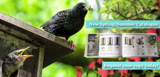 Create a Bird Garden to Impress: Tips for a Thriving Bird-Friendly Space - Haith's UK
