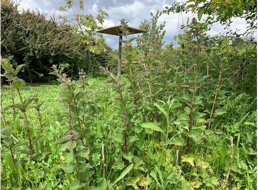 Creating Wildlife Ponds: Our Experience and Tips - Haith's UK