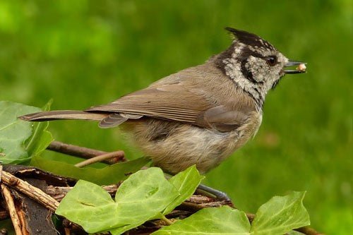 Crested Tit: Identification, Behaviour, and Feeding Tips - Haith's UK