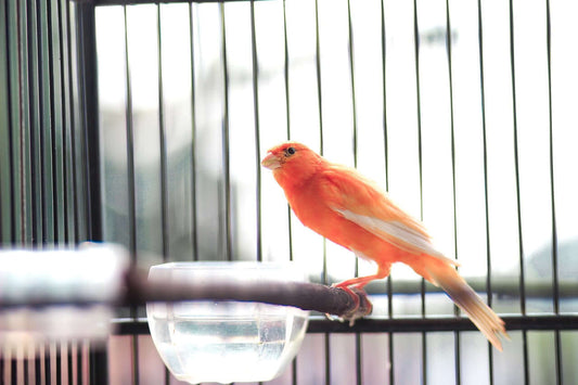 Crimson Crescendo: The Radiant Shade of a Canaries Feathers - Haith's UK