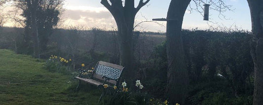 Daily Exercise for Birds: How to Encourage Natural Activity in Your Garden - Haith's UK