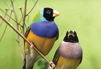 Different birds, different tastes - Part 2 Bengalese Finches and Gouldian Finches - Haith's UK