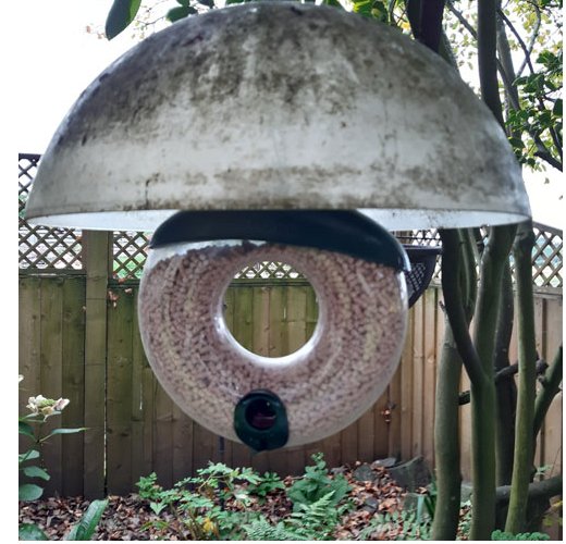 DIY Bird Enthusiast: How to Protect Your Birds from Bullies - Haith's UK