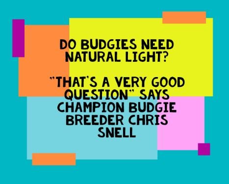 Do budgerigars (budgies) need natural daylight? - Haith's UK