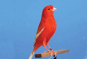 Domesticated, Coloured and Pet Canaries - Haith's UK
