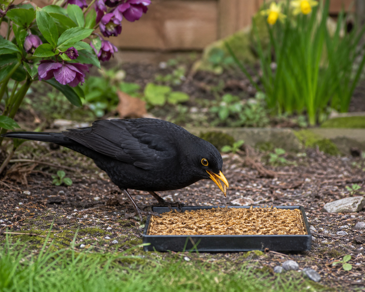 Dried Calciworms and Dried Mealworms for Wild Garden Birds