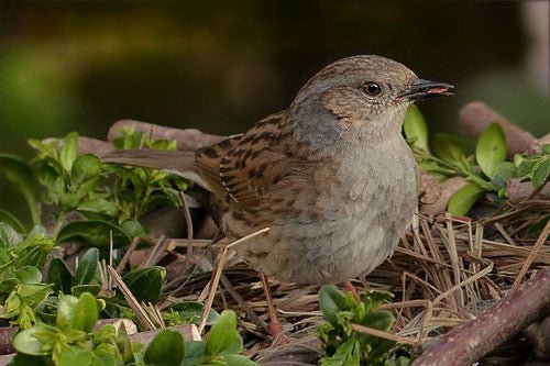 Dunnock Bird: Identification, Habitat, and Feeding Guide - Haith's UK