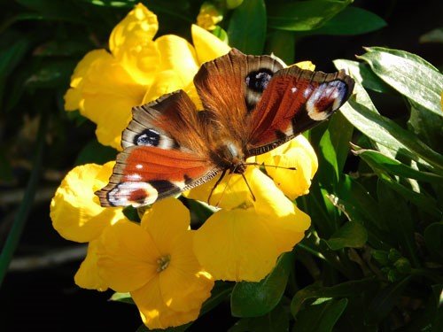 Easter Birdwatching Observations: Insights from The Coopers - Haith's UK
