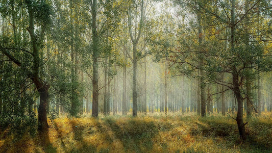 Ecotherapy – A Greener Approach to Wellbeing - Haith's UK