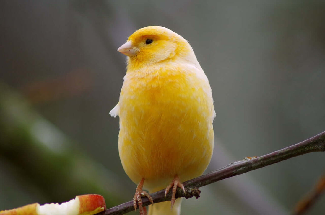 Enhance the well-being of aviary birds with Haith's Condition Seed - Haith's UK