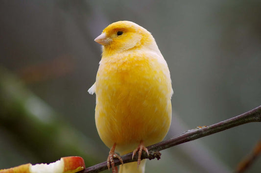 Enhance the well-being of aviary birds with Haith's Condition Seed - Haith's UK