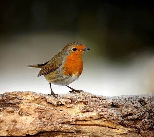 Feathered friends - Haith's UK