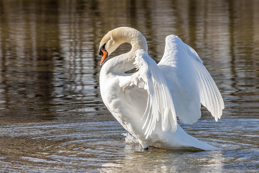Feeding Britain’s Wildlife Guests - From Hedgehogs to Swans - Haith's UK