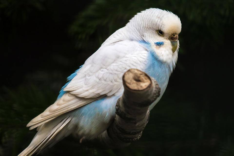 Feeding Budgerigars - Haith's UK