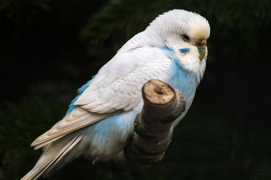 Feeding Budgerigars - Haith's UK