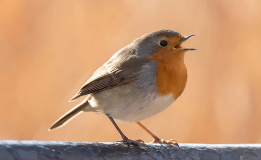 Feeding Garden Birds in May: What You Need to Know - Haith's UK