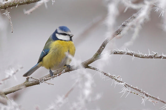 Feeding Garden Birds in Winter: How to Help and What to Expect - Haith's UK