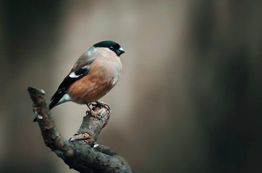 Feeding Garden Birds: November Insights - Haith's UK