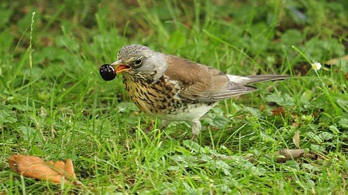Fieldfare Bird: Identification, Behaviour, and Feeding Tips - Haith's UK