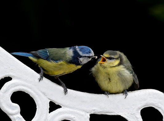Fledge Mix – helping our garden birds take flight - Haith's UK