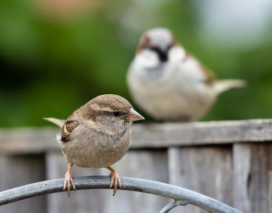 Fledglings 101: A Beginner's Guide to Feeding Young Birds - Haith's UK