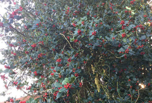 Frosty mornings and hungry birds - Haith's UK
