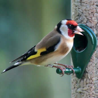 Garden Birds - Haith's UK