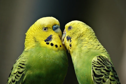 General feeding advice for budgies - Haith's UK