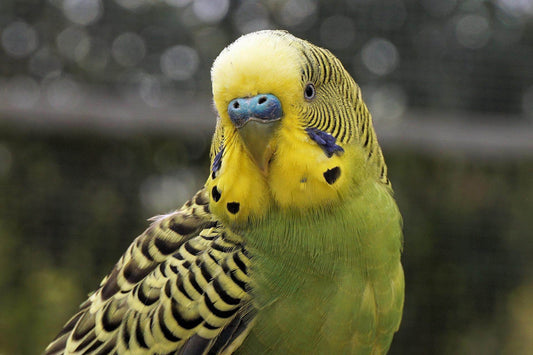Get better Budgies with Haiths breeding calendar - Haith's UK