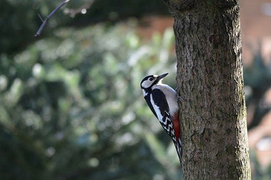 Great Spotted Woodpecker: Identification, Behaviour, and Feeding Tips - Haith's UK