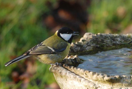 Great Tit: Identification, Behaviour, and Feeding Tips - Haith's UK