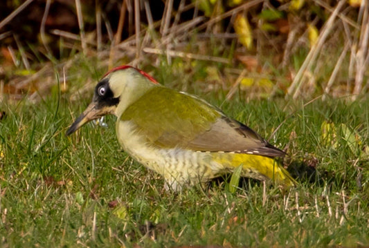 Green Woodpecker: Identification, Habitat, and Feeding Tips - Haith's UK