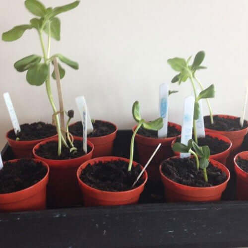 Growing Sunflowers from Seed: Step-by-Step Guide - Haith's UK