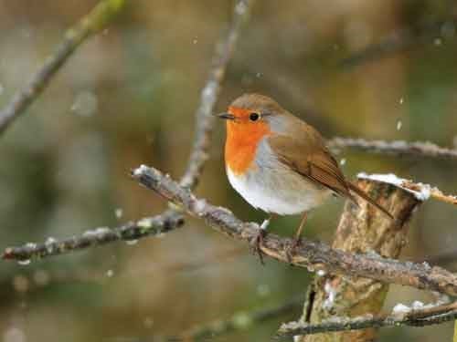 Haith's Supports BTO: Raising £33,600 for the Young Scientists Fund - Haith's UK