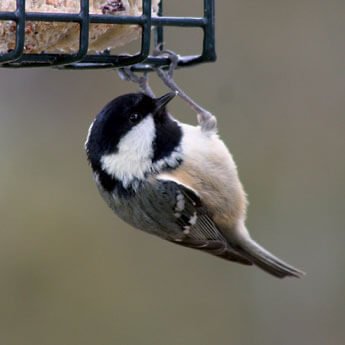 Hanging Bird Feeders - Haith's UK