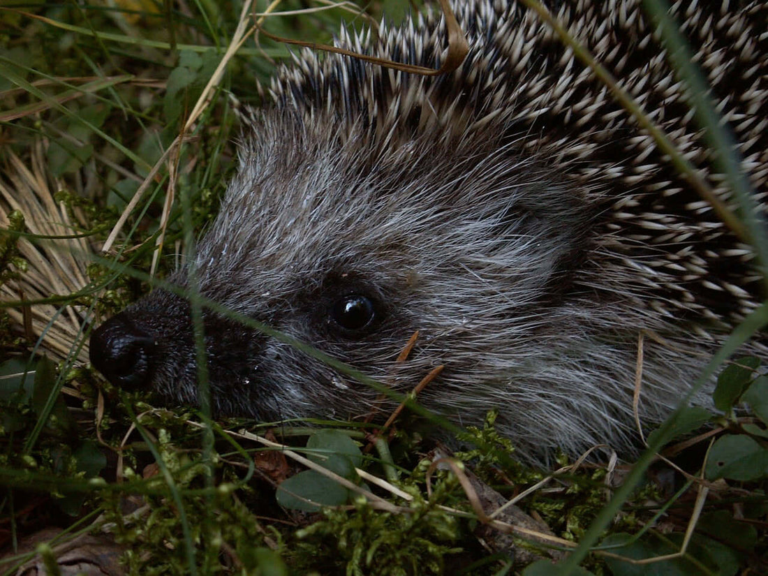 Hedgehog Challenges: Insights from Barry Last of Charlie's Hedgehog Care - Haith's UK
