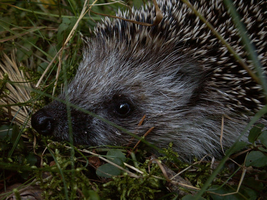 Hedgehog Challenges: Insights from Barry Last of Charlie's Hedgehog Care - Haith's UK