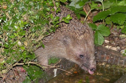 Helping Wildlife from the Workplace: Tips and Strategies - Haith's UK