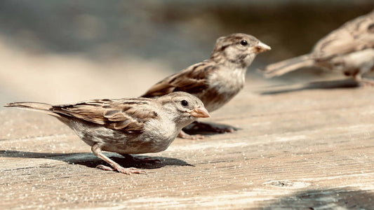 House and Tree Sparrows: The Charm of Our Gardens - Haith's UK