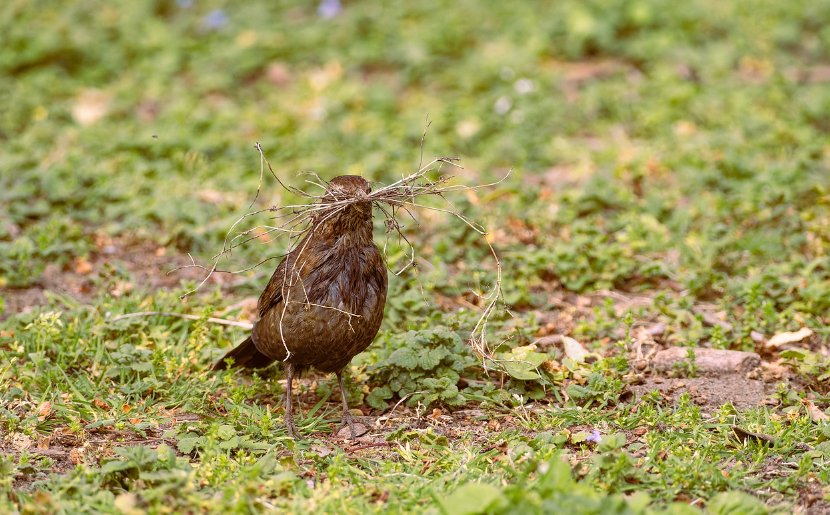 How Do Birds Make a Nest? Understanding Nesting Behaviours - Haith's UK
