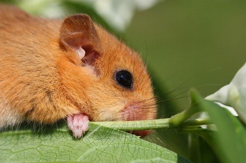 How Hibernation Works: Understanding the Process in Wildlife - Haith's UK