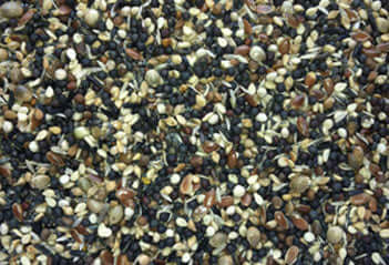 How to achieve a quick healthy moult - Haith's UK