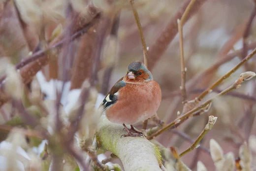 How to Attract a Variety of Birds to Your Garden This Winter - Haith's UK
