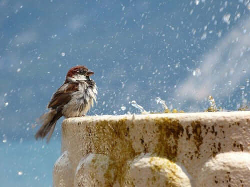 How to Hydrate Damaged Feathers: Care Tips for Bird Enthusiasts - Haith's UK