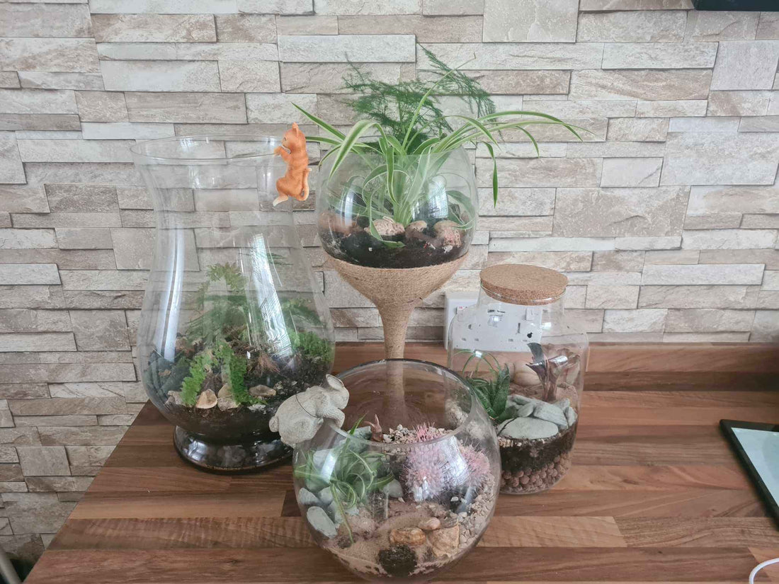 How to Make a Terrarium - Haith's UK