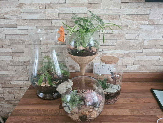 How to Make a Terrarium - Haith's UK