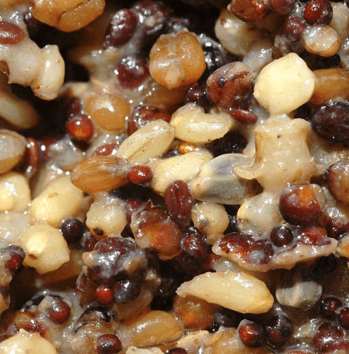 How to prepare Red Band Pigeon Conditioner - Haith's