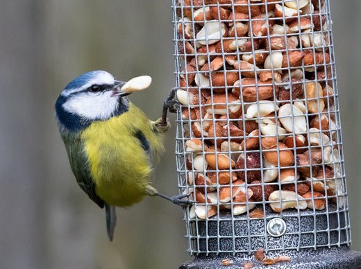 How to Rotate Feeding Areas for Safer Bird Feeding - Haith's UK